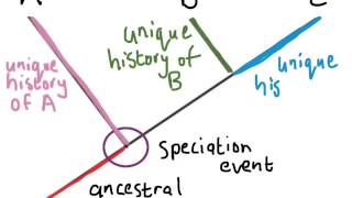 Understanding Phylogenetic Trees (1)