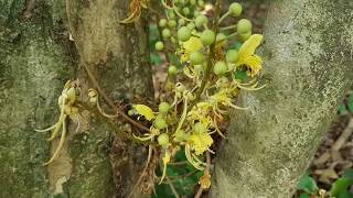 Swartzia pinnata (Vahl) Willd.