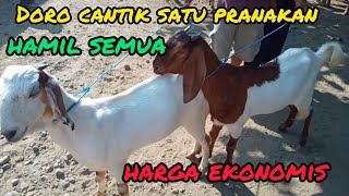 Update Harga Kambing hari ini di pasar Lodoyo-Blitar.senin, 15 Agustus 2022.