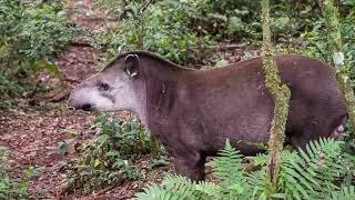 Áreas Naturales protegidas Argentina ♡| Biología