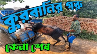 পাড়াগ্রাম হাট থেকে কুরবানির গরু কিনলাম এবং গরুটা পালালো || Purbasha Agro