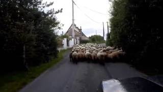 A midsummer night's team of sheepdogs