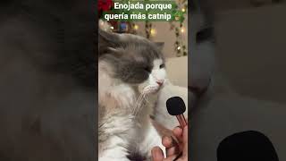 Gatita enojada porque quería mas hierba 🪴