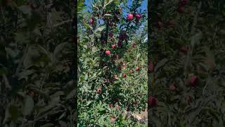 Season is here 😍 #nature #apple #kashmir #kashmirvalley #heeriye #trending