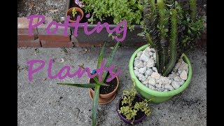 Potting Plants