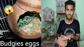 Mere budgies ne diye 7 eggs 😯ll Budgies parrot laid eggs 🤩🤩🥳 in my house 🏠🥰