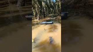 Lokasi panen sawit banjir