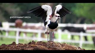 CANTO DO QUERO QUERO, quem quem, espanta boiada, tetéu, xexéu, abibe do sul, Southern Lapwing