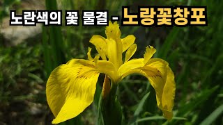 노란색의 꽃 물결 - 노랑꽃창포