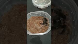 🕷️Psalmopoeus victori FEEDING Time 🎬 4 #tarantula #tarantulafeeding #vogelspinnen