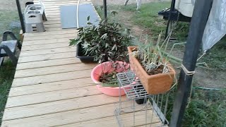 Plants taken care of and small harvest this Wednesday 11-1-23 Thanks for watching, see description