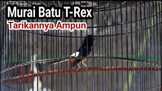 Murai Batu T Rex Tarikannya Lihat Sendiri Gimana #Trex