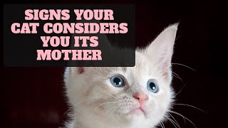 Signs Your Cat Considers You Its Mother