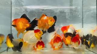 Giant oranda Goldfish