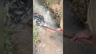 gerombolan ikan di irigasi #ikan #shorts #shortvideo