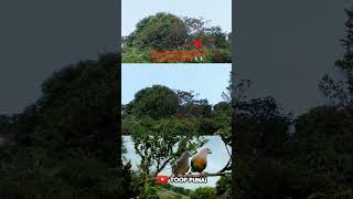 KALO INI BARU BUAH KESUKAAN BURUNG PUNAI+SARANG PUNAI NYA