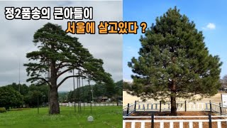 정2품송의 큰아들이 서울에 살고 있다?