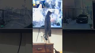 Doris controlla alle telecamere che ogni gatto sia apposto