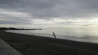 MARE, SPIAGGIA, LUNGOMARE, GABBIANI, CATANZARO LIDO, 12 GENNAIO 2023.(3)