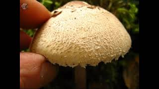 Macrolepiota reckenii. Champimaginatis. English Text.