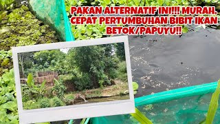 PERTUMBUHAN CEPAT BIBIT IKAN BETOK/PAPUYU, SECARA SIGNIFIKAN. WAJIB PAKAI PAKAN INI!!!