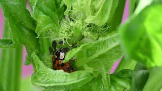 ladybug eating an aphid