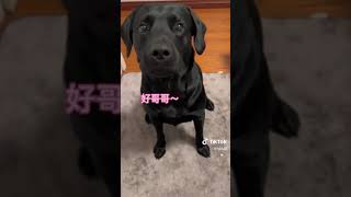 Chinese Mandarin speaking dog