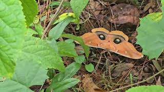 Polyphemus Moth