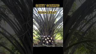 Sawit gondrong gak perna di pruning buah nya keliling#pruningsawit#Sawitgonrrong#Dodossawuit#