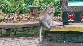 Monkey Forest Re-Opening on 5th November 2020