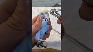 Smart and lovely little budgies #part-1