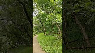 Enjoy Nature! #nature #silence #peace #asthetic #shorts #pune #greenery