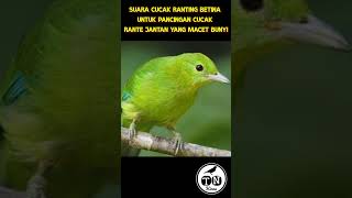 Suara cucak ranting betina untuk pancingan cucak rante jantan yang macet bunyi #cucakrante