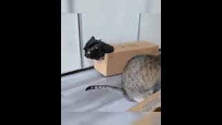 Funny animals , смешные животные , прикольные мемы #shorts