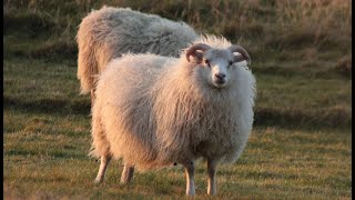 Iceland FARM ANIMALS