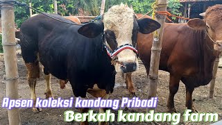 AMUNISI KANDANG ‼️MUMPUNG LIBUR NGONTEN DI PASAR ,KITA KLUARIN KOLEKSI PRIBADI ,BERKAH KANDANG FARM