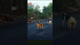 संभोग सेक्स  Funny update karke dekho 🤯🤣🤣🐕🐕