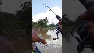 udang bocil #fishing #explore #matapancing #shorts