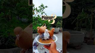 3 Pigeons Feed from My Hand #birds #pigeon #pets #kabutar #short #cute #pigeonlove