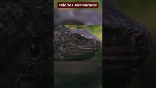 Hábitos Alimentares das Iguanas