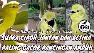 Suara burung Cipoh sirtu cipow jantan dan betina paling gacor pancingan ampuh sirtu bahan #cipoh