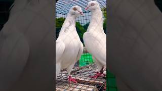 Kabootar bazi video #pigeon #kabutaar #bird #birdspecies #pigeonbird #shorts #shortsviral