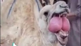 DISTURBING: camel pouring out it's heart caught on camera