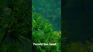 Peaceful Rain Sounds for Stress Relief, Deep Sleep and Relaxation 🌧️☔️ #rainambience #stressrelief