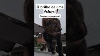 O brilho de uma princesa!🥰#viralvideo #gatosfofo  #refletindo#deus #feedshorts #fé #gatos #doglover