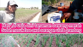 hati"musim kemarau( panas)tanaman bawang merah di usia 6-20 hari,rentan terserang ulat& grandong