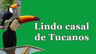 Lindos Tucanos