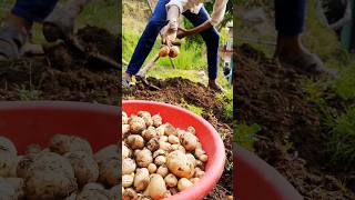 potatoes harvesting 🌾 #hayday #shorts