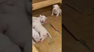 I Wish I Could Keep All These Puppies To Myself 😂🤌🏾🔥🔥 #Exotic #AKC #Rare #BullTerrier #Puppies