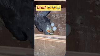 My male bird is no more 😭😭🥹 🪦 Rip my parrot 🦜 #sadday #minivlog #animallover #ytshorts #pet